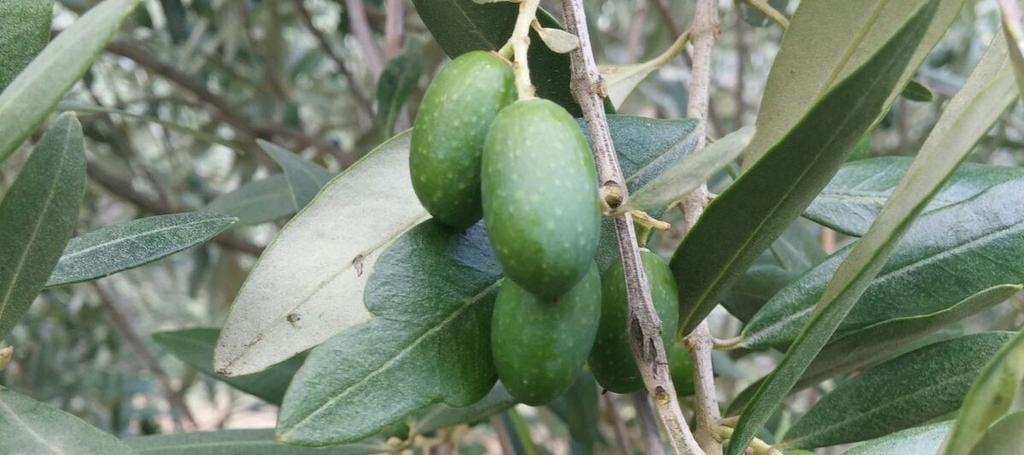 di ingrossamento delle olive, le