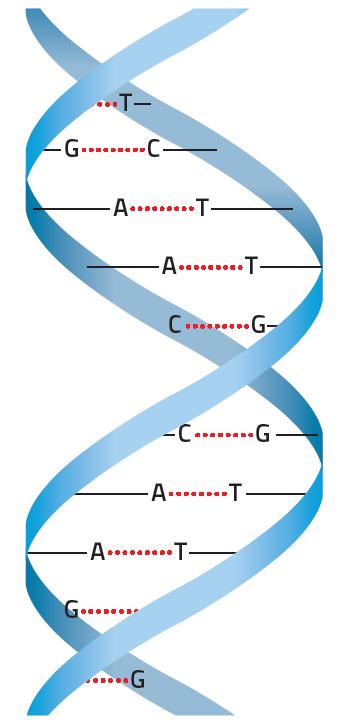 glicosidico distinguere tra I processi di trasmissione della vita sono connessi agli acidi nucleici presenti in tutte le cellule: l acido deossiribonucleico (DNA) e l acido ribonucleico (RNA).
