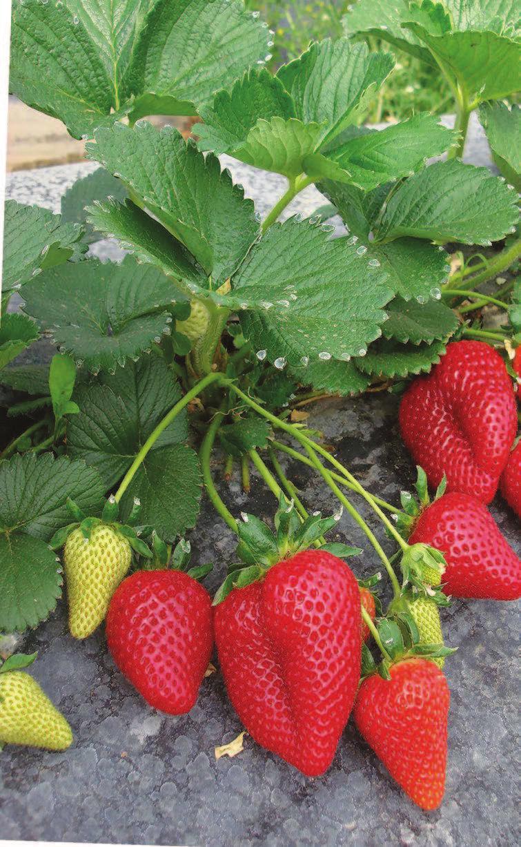 parallela affermazione del concetto di nutrizione che accomuna acqua e