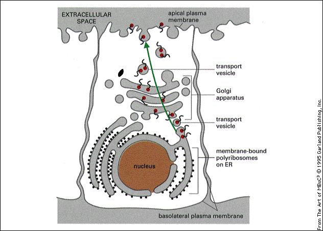 Carbossipeptidasi 8. Amminopeptidasi 9. Elastasi 10.