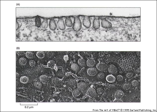 Membrana PINOCITOSI reticolo endoplasmico endosoma tardivo mitocondrio LISOSOMI