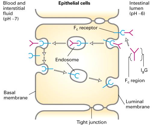 3 L endocitosi dell EGF si realizza tramite il