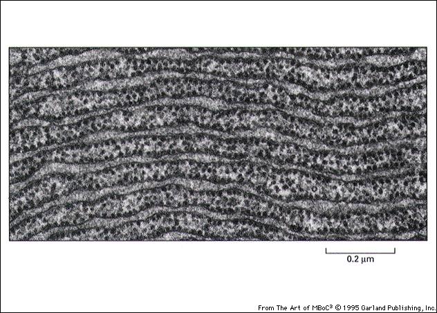 NUCLEO L involucro nucleare si assembla e disassembla