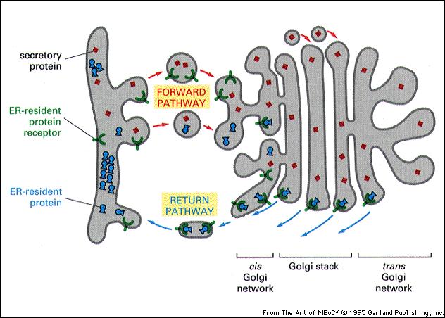 ( Garland Science 2008) PROTEINA