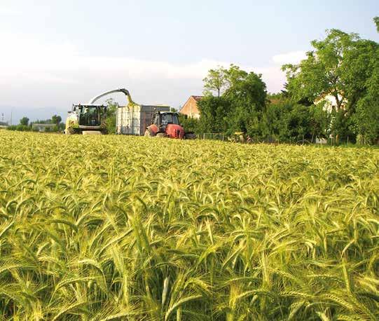 TRISMART CS Triticale Epoca di spigatura: media Taglia: alta Proteine: elevate Uso: trinciato, metanizzazione, granella Produttività elevata La produzione, sempre ad ottimi livelli, è data da una