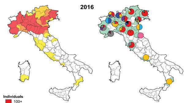 Analisi genetiche In Italia (13 aplotipi) vi è la maggiore biodiversità