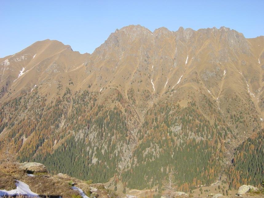 IL BOSCO E : Protezione: Consolida i versanti Protegge dalle