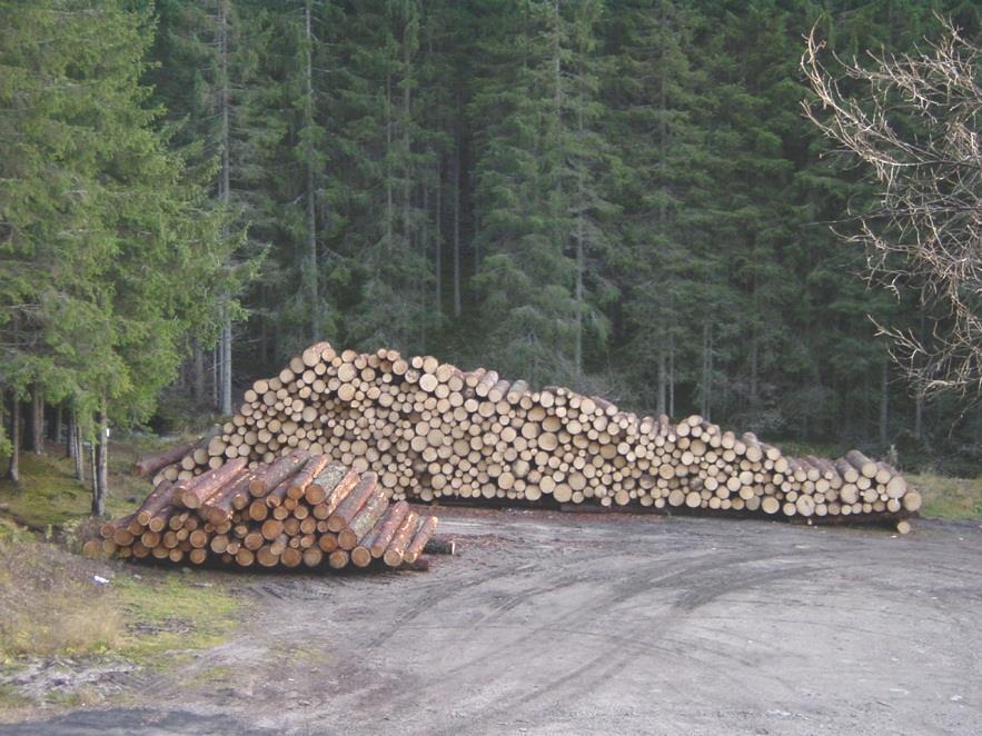 IL BOSCO E : Produzione: Legno