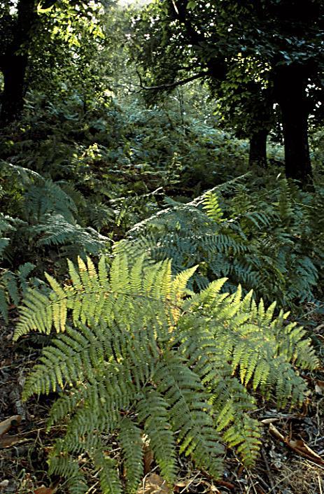 IL BOSCO E COMPOSTO DA Felci: Le