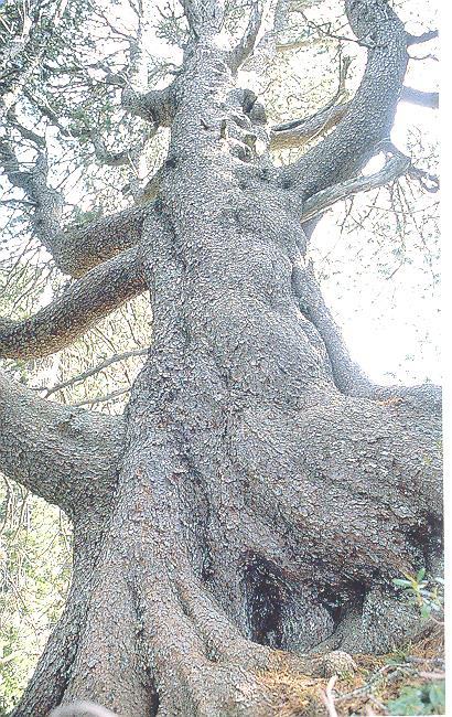 L ALBERO PIU GROSSO DI FIEMME?