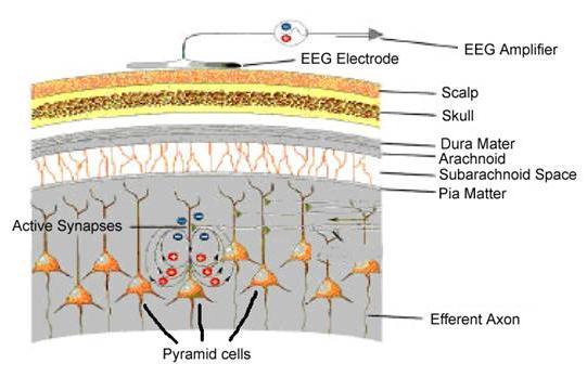 EEG Misura la differenza di potenziale fra due punti dello scalpo Riflette l attività di un alto numero di cellule