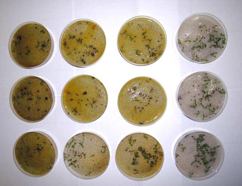 semi in purezza di colture infestanti selezionate con estratti da CSE; Studi di microscopia ottica ed elettronica per valutare gli effetti dell allelopatia sullo