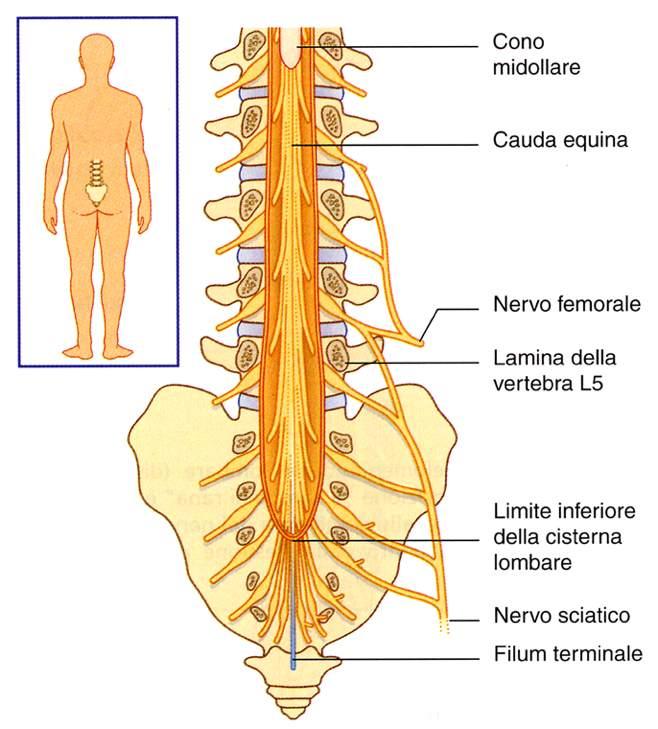 Immagine tratta da: Neuroanatomia, Fitzgerald,