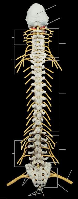 Immagine tratta da: Anatomia Umana, Martini, Timmons, Tallitsch, EdiSes, III Edizione 2008 Plesso cervicale (C1-C5) Plesso brachiale (C5-T1) Nervi spinali lombari (L1-L5) Plesso sacrale