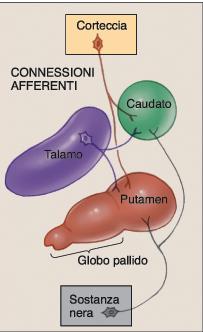 I gangli della base Le connessioni afferenti Da neocorteccia, talamo e sostanza nera del TE Le fibre provenienti dalla sostanza