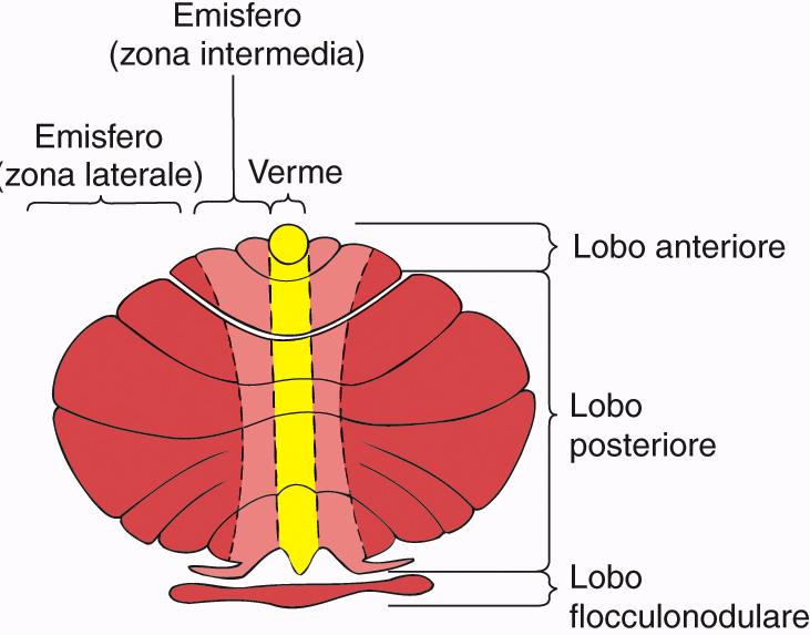 1. Lobo anteriore 2. Lobo posteriore 3. Lobo flocculonodulare Il Cervelletto (Cer) Funzioni del cervelletto Sono associate con localizzazioni anatomiche 1.