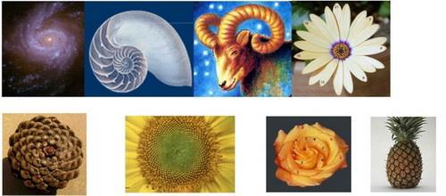 La sezione aurea in natura Cosa hanno in comune una galassia, l accrescimento di alcune specie animali, la spaziatura tra le foglie in uno stelo e la disposizione dei petali e dei semi di girasole?
