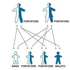 TRASMISSIONE AUTOSOMICA RECESSIVA Si verifica quando due genitori sono entrambi eterozigoti per un gene recessivo mutato.