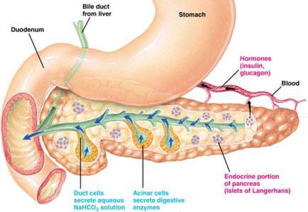 Pancreas nell adulto: Lunghezza: 15 cm Peso 60-140 gr Colorito roseo Suddiviso in lobuli
