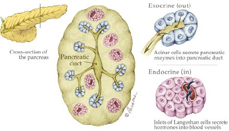 Pancreas esocrino 80-85% dell intero organo Secrezione di 2-2,5 l al