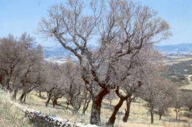 Dannosità Simili a quelli della limantria, ma causa spesso gravi danni anche in frutteti Sull Appennino Meridionale è la specie defogliatrice dominante La