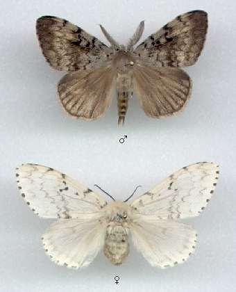 FAMIGLIA EREBIDAE sottofamiglia Lymantriinae