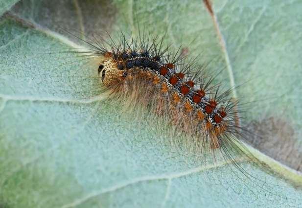 Bombice dispari o Limantria Larva intermedia Defogliatore totale su foglie tenere appena germogliate di specie decidue e anche su quelle coriacee come quelle delle querce