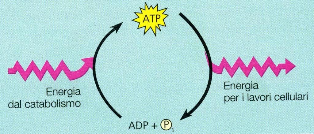 Un organismo che compie lavoro utilizza ATP in modo continuo; tuttavia l ATP è una risorsa rinnovabile Ciclo dell ATP Se l ATP non potesse