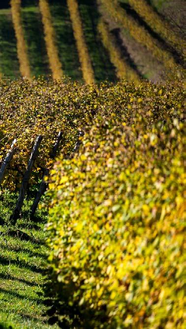 L azienda Agricola Al Canevon, termine che deriva da Grande Caneva, è una azienda a conduzione familiare fondata nel 1970, situata nel cuore del Prosecco Superiore di Valdobbiadene Docg, che con i