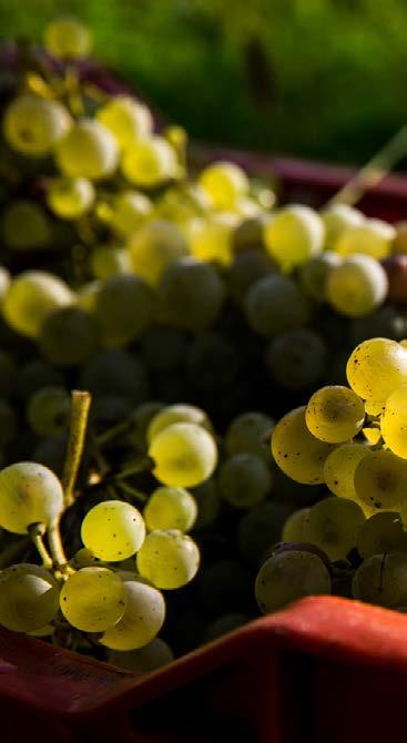 La produzione dei nostri vini Docg rispetta nel pieno il disciplinare che regola il metodo di spumantizzazione del Prosecco Superiore di Conegliano-Valdobbiadene.