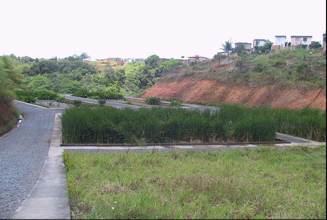 Caso 3: Constructed Wetlands (Bahia, Brasile) Risultati: crescita rigogliosa della vegetazione, con