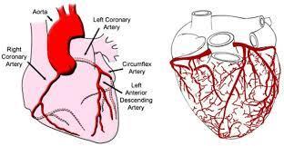 La circolazione coronarica La circolazione coronarica permette un adeguato flusso sanguigno all interno del tessuto cardiaco, fondamentale per alimentarlo.