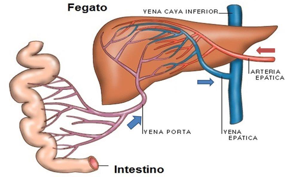 La circolazione portale epatica Tale circolazione rappresenta una via importante di filtrazione e di detossificazione dei metaboliti giunti in circolo tramite l'assorbimento intestinale.