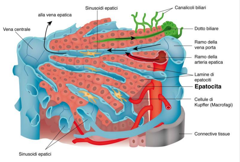 ), dalla milza (vena splenica) e dallo stomaco (vena gastrica sinistra) confluiscono nella vena porta la quale, invece di aprirsi direttamente nella vena cava inferiore, penetra nel fegato ove si