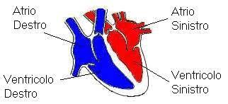 Un cuore diviso in due Cuore destro L atrio destro riceve il sangue povero di ossigeno, refluo da tutto il corpo attraverso tre grossi vasi: 1- vena cava superiore 2- vena cava inferiore 3- seno