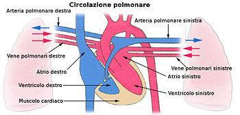 La circolazione polmonare Il sangue povero di ossigeno giunge al cuore nell atrio destro attraverso le vene cava superiore ed inferiore e il seno