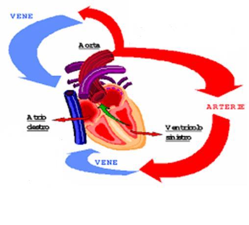La circolazione sistemica Il sangue ricco di ossigeno giunge al cuore nell atrio sinistro attraverso le 4 vene polmonari e da qui giunge nel ventricolo sinistro il quale lo sospinge all interno dell