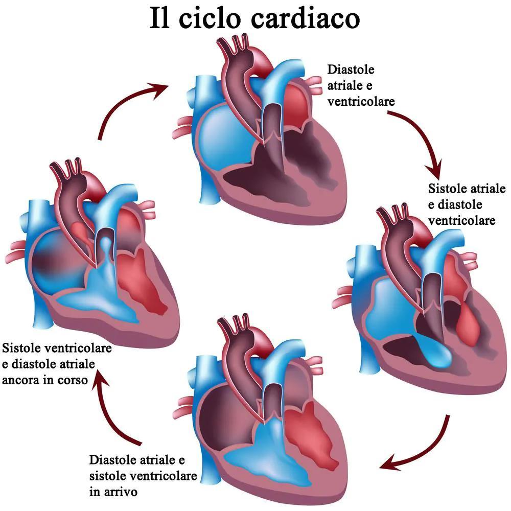Il cuore assolve alla sua funzione di pompa mediante fasi ritmiche di contrazione e di distensione che costituiscono il ciclo cardiaco La fase di contrazione viene chiamata sistole, quella di