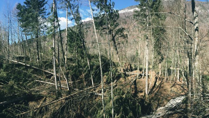 Foreste e aree protette: le sfide 1/3 1. Cambiamenti climatici 1.