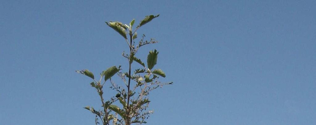 Anomala vitis Tra fine maggio e gli inizi di giugno si è