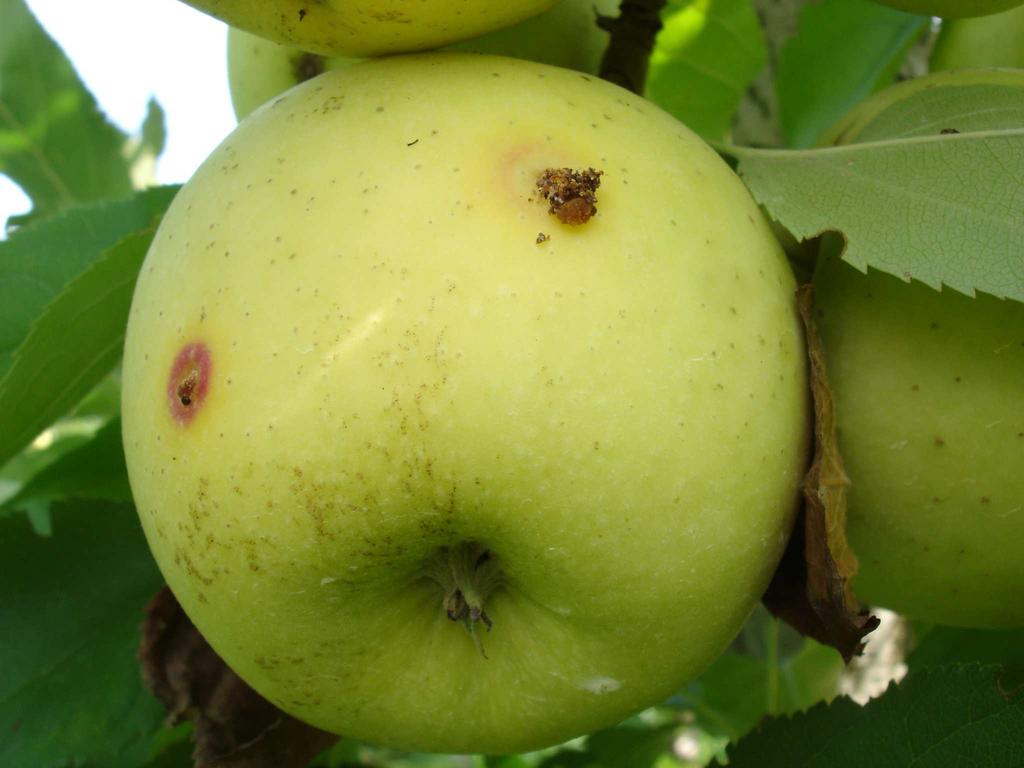 Carpocapsa (Cydia pomonella) La carpocapsa è tra i fitofagi più importati del melo.