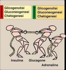 ALDOSTERONE CORTISOLO - ALDOSTERONE TESTOSTERONE PROGESTERONE SEROTONINA /