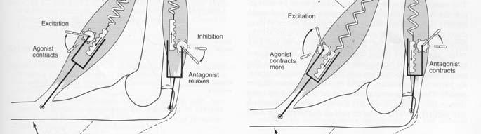 Muscoli antagonisti Reciprocal innervation 39/50 Co-contraction FES: Stimolazione elettrica funzionale Odstock Medical.