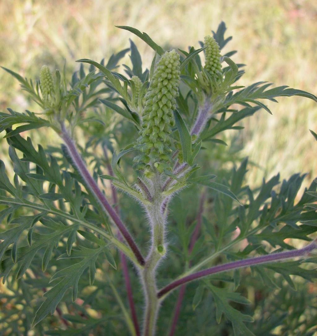 Ambrosia artemisiifolia, Heracleum mantegazzianum, Senecio inaequidens e