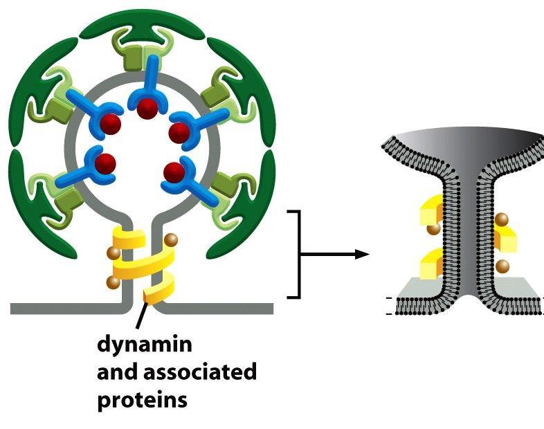 La dinamina facilita il distacco della vescicola La dinamina è una proteina