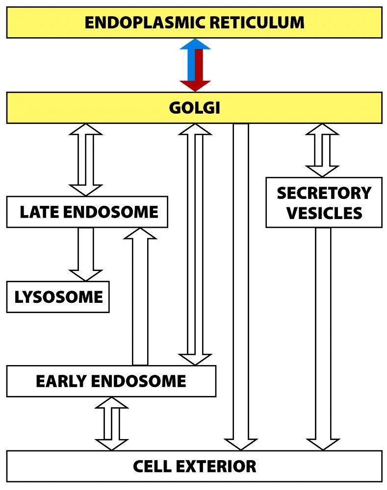 Il trasporto delle proteine dall ER al Golgi Proteine di nuova sintesi che entrano nella via biosintetica-secretoria, entrano dal citosol all interno dell ER.