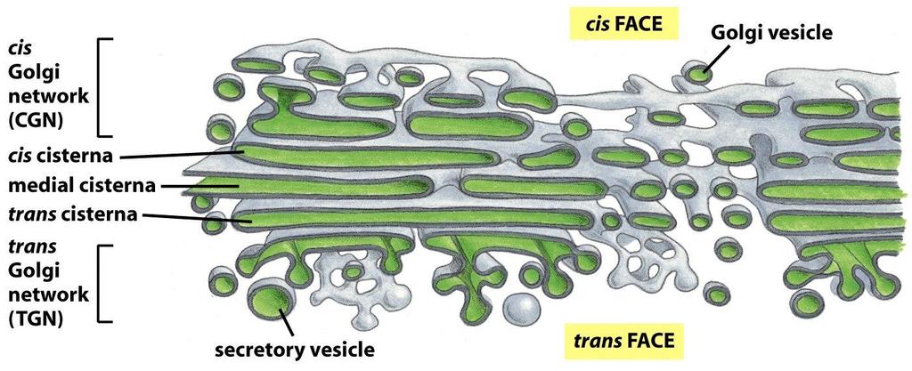 Il Golgi è costituito da una serie ordinata di compartimenti Il Golgi è formato da cisterne impilate. Ogni pila di cisterne ha 2 facce: faccia cis (di entrata) e faccia trans (di uscita).