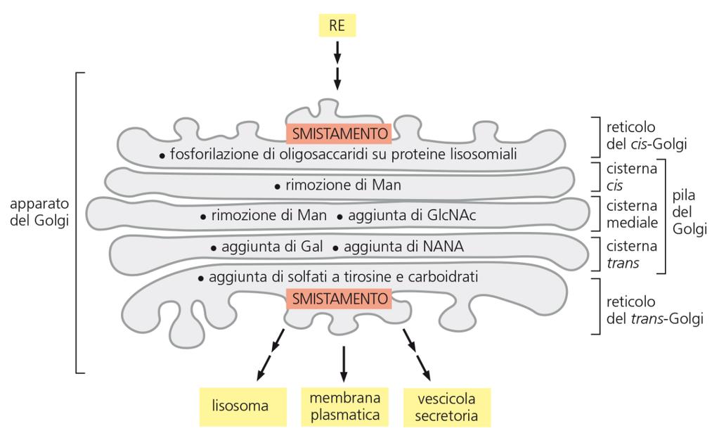 Il Golgi modifica le catene N-oligosaccaridiche delle proteine Nel passaggio attraverso le varie pile del Golgi (CGN, cis, mediale, trans, TGN) le proteine provenienti dall ER subiscono la