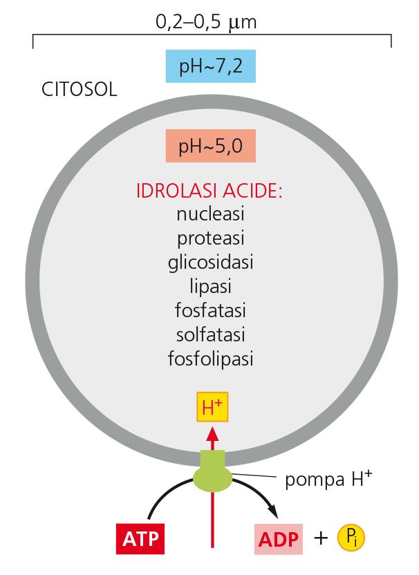 Lisosomi Organuli specializzati nella digestione intracellulare controllata di macromolecole.