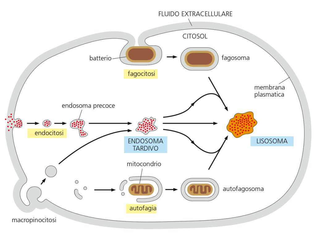 Il materiale da digerire può arrivare da 3 vie: endocitosi, fagocitosi, autofagia.